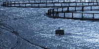 Norwegian Fish farming_1276x850